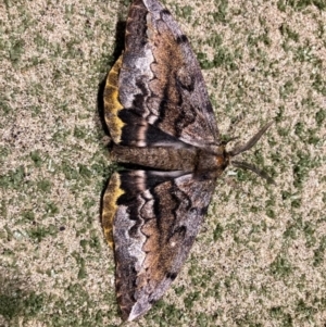 Chelepteryx collesi at Kambah, ACT - 26 Apr 2021