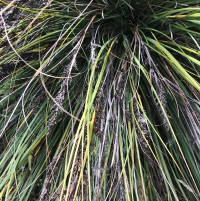 Gahnia subaequiglumis (Bog Saw-sedge) at Paddys River, ACT - 14 Apr 2021 by Tapirlord