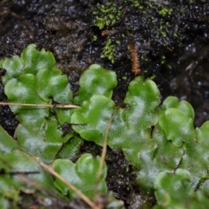 Lunularia cruciata at Bolaro, NSW - 14 Apr 2017