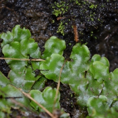 Lunularia cruciata (A thallose liverwort) at Bolaro, NSW - 14 Apr 2017 by DavidMcKay