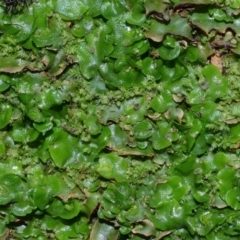 Lunularia cruciata at Bolaro, NSW - 14 Apr 2017 01:34 PM