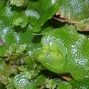 Lunularia cruciata at Bolaro, NSW - 14 Apr 2017 01:34 PM