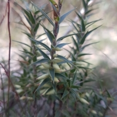 Melichrus urceolatus (Urn Heath) at QPRC LGA - 22 Apr 2021 by MelitaMilner