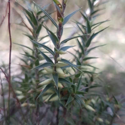 Melichrus urceolatus (Urn Heath) at Mongarlowe, NSW - 22 Apr 2021 by MelitaMilner
