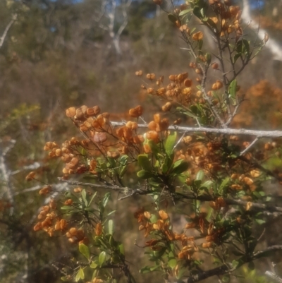 Bursaria spinosa (Native Blackthorn, Sweet Bursaria) at Mongarlowe River - 22 Apr 2021 by MelitaMilner