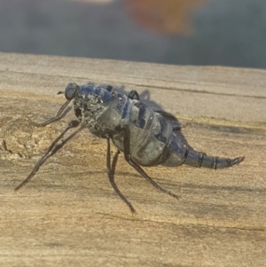 Boreoides subulatus at Torrens, ACT - 29 Apr 2021 03:58 PM