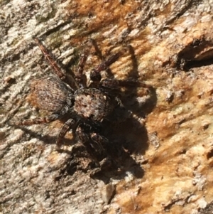 Servaea sp. (genus) at Tharwa, ACT - 29 Apr 2021