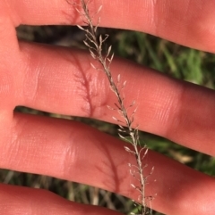 Lepidium sp. at Tharwa, ACT - 29 Apr 2021 01:56 PM