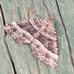 Chrysolarentia subrectaria (A Geometer moth) at Tharwa, ACT - 29 Apr 2021 by Ned_Johnston