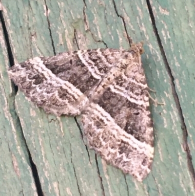 Chrysolarentia subrectaria (A Geometer moth) at Tharwa, ACT - 29 Apr 2021 by Ned_Johnston