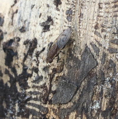 Diplogeomyza sp. (genus) at Tharwa, ACT - 29 Apr 2021 by NedJohnston