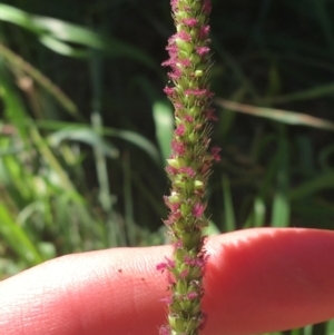 Setaria sp. at Tharwa, ACT - 29 Apr 2021 01:29 PM