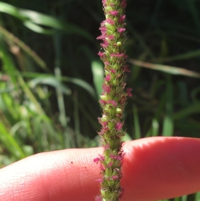 Setaria (genus) (Pigeon Grass) at Tharwa, ACT - 29 Apr 2021 by NedJohnston