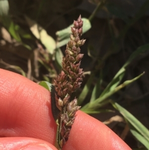 Echinochloa crus-galli at Tharwa, ACT - 29 Apr 2021