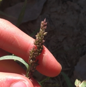 Echinochloa crus-galli at Tharwa, ACT - 29 Apr 2021