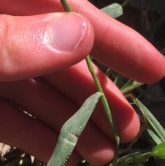 Echinochloa crus-galli at Tharwa, ACT - 29 Apr 2021