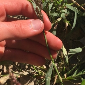 Echinochloa crus-galli at Tharwa, ACT - 29 Apr 2021 01:27 PM