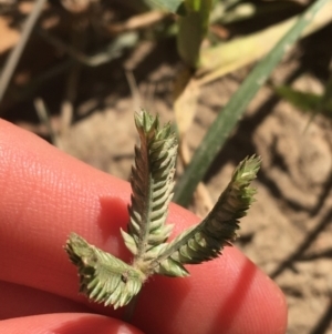 Eleusine tristachya at Tharwa, ACT - 29 Apr 2021 01:27 PM