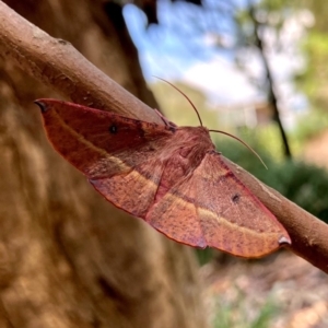 Oenochroma vinaria at Stromlo, ACT - 4 Feb 2021