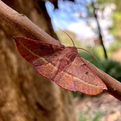 Oenochroma vinaria (Pink-bellied Moth, Hakea Wine Moth) at Stromlo, ACT - 4 Feb 2021 by billbob