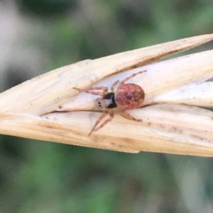 Araneinae (subfamily) at Tharwa, ACT - 29 Apr 2021