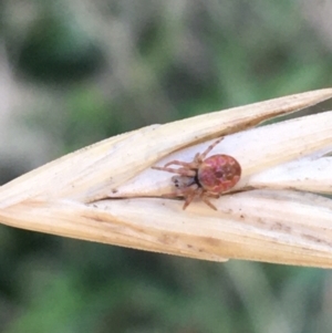 Araneinae (subfamily) at Tharwa, ACT - 29 Apr 2021