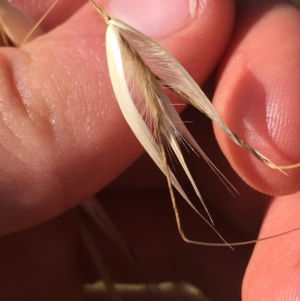 Avena barbata at Tharwa, ACT - 29 Apr 2021 01:21 PM