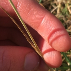 Avena barbata at Tharwa, ACT - 29 Apr 2021