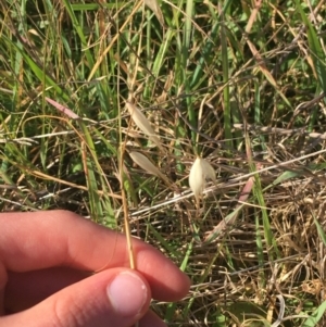 Avena barbata at Tharwa, ACT - 29 Apr 2021