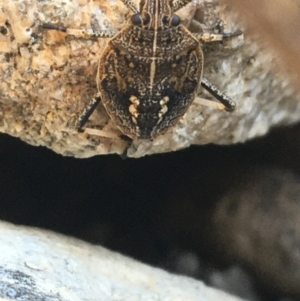 Poecilometis strigatus at Tharwa, ACT - 29 Apr 2021