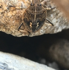 Poecilometis strigatus (Gum Tree Shield Bug) at Tharwa, ACT - 29 Apr 2021 by Ned_Johnston