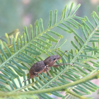 Naupactus cervinus (Fuller's rose weevil) at Paddys River, ACT - 29 Apr 2021 by NedJohnston