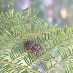 Naupactus cervinus at Paddys River, ACT - 29 Apr 2021