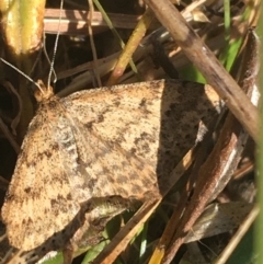 Scopula rubraria (Reddish Wave, Plantain Moth) at Paddys River, ACT - 29 Apr 2021 by NedJohnston