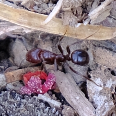 Papyrius nitidus (Shining Coconut Ant) at Mount Ainslie - 29 Apr 2021 by Kurt