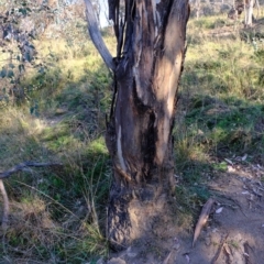 Papyrius nitidus at Majura, ACT - suppressed