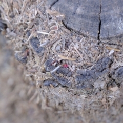 Papyrius nitidus at Majura, ACT - suppressed