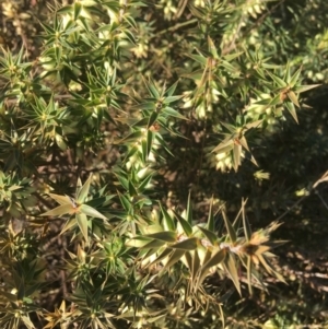 Melichrus urceolatus at Paddys River, ACT - 29 Apr 2021