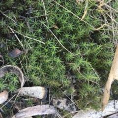 Acrotriche serrulata (Ground-berry) at Paddys River, ACT - 29 Apr 2021 by NedJohnston