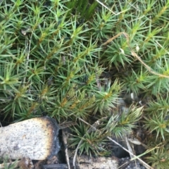 Acrotriche serrulata at Paddys River, ACT - 29 Apr 2021