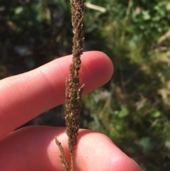 Sporobolus sp. (A Rat's Tail Grass) at Paddys River, ACT - 29 Apr 2021 by Ned_Johnston