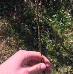 Sporobolus sp. at Paddys River, ACT - 29 Apr 2021 10:34 AM