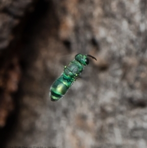 Primeuchroeus sp. (genus) at Woodstock Nature Reserve - 29 Apr 2021 03:48 PM