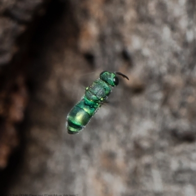 Primeuchroeus sp. (genus) (Cuckoo Wasp) at Holt, ACT - 29 Apr 2021 by Roger