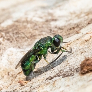 Primeuchroeus sp. (genus) at Woodstock Nature Reserve - 29 Apr 2021