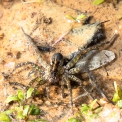 Dolomedes (genus) (Fishing spider) at Holt, ACT - 29 Apr 2021 by Roger