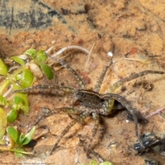 Dolomedes sp. (genus) at Holt, ACT - 29 Apr 2021 04:07 PM