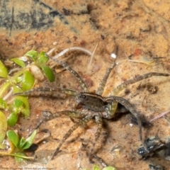 Dolomedes sp. (genus) at Holt, ACT - 29 Apr 2021