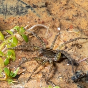 Dolomedes sp. (genus) at Holt, ACT - 29 Apr 2021