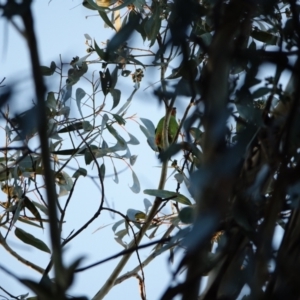 Lathamus discolor at Hughes, ACT - 29 Apr 2021